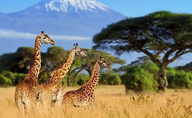 Ferias em Africa