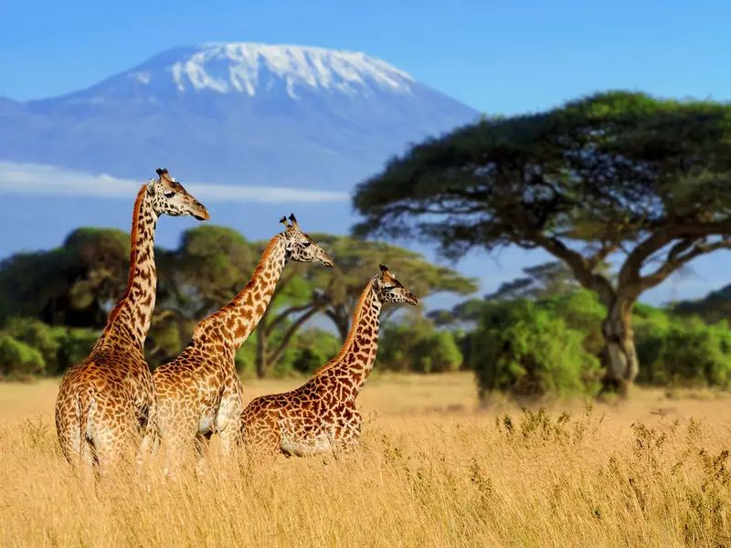 Ferias em Africa